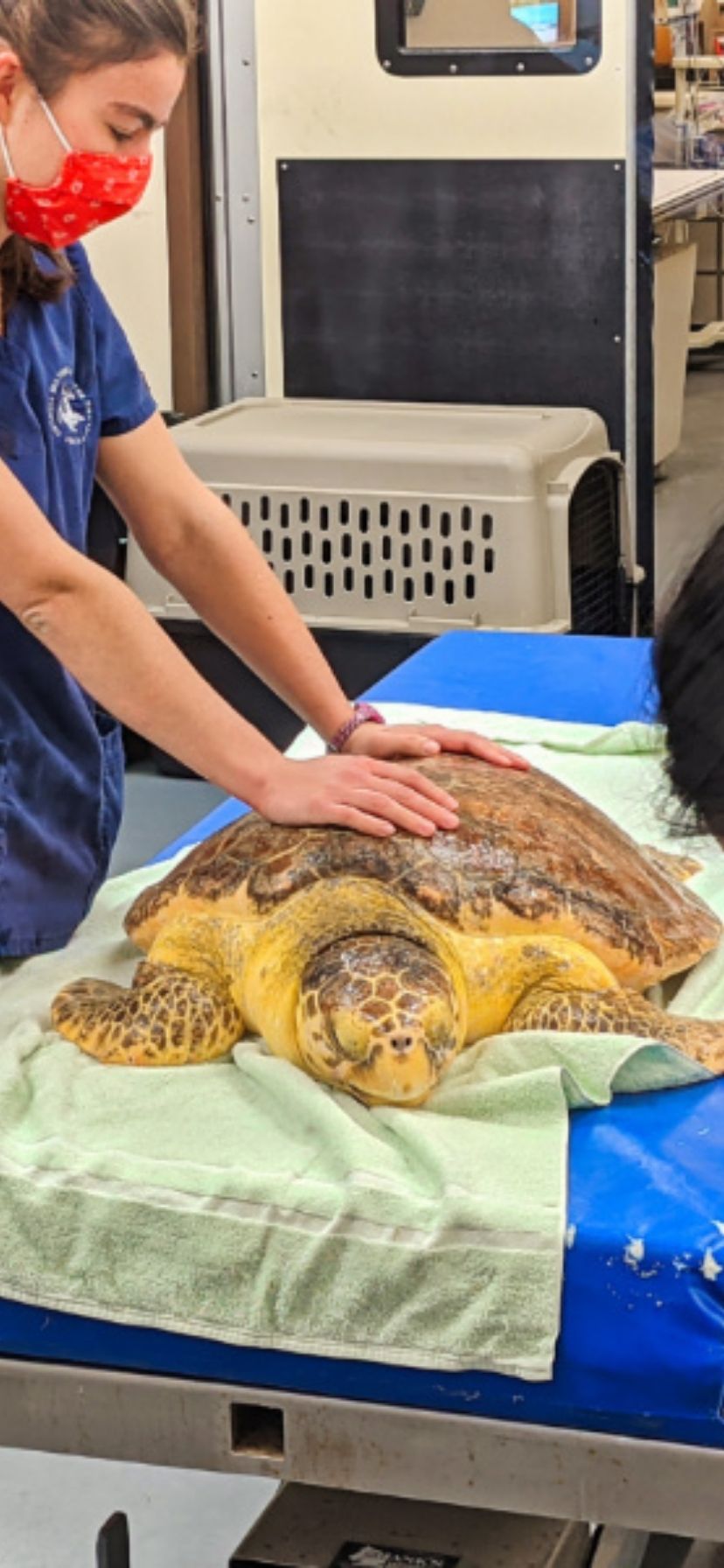 Kemps Ridley Turtle with Doctors Georgia Sea Turtle Center Jekyll Island
