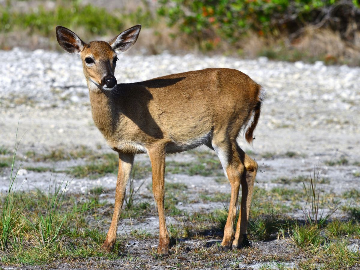 Key Deer on Big Pine Key Florida Keys
