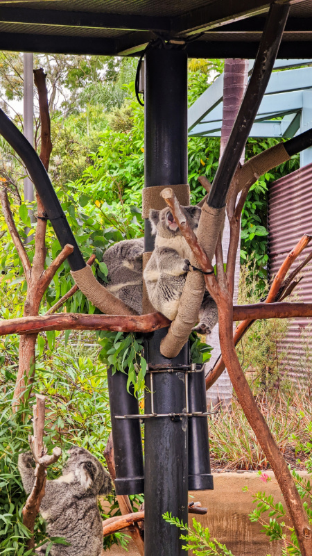 Koalas at San Diego Zoo Balboa Park 1