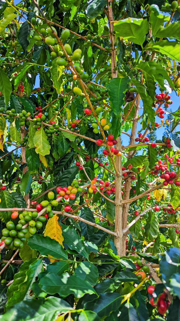 Kona Coffee Farm on Big Island Hawaii