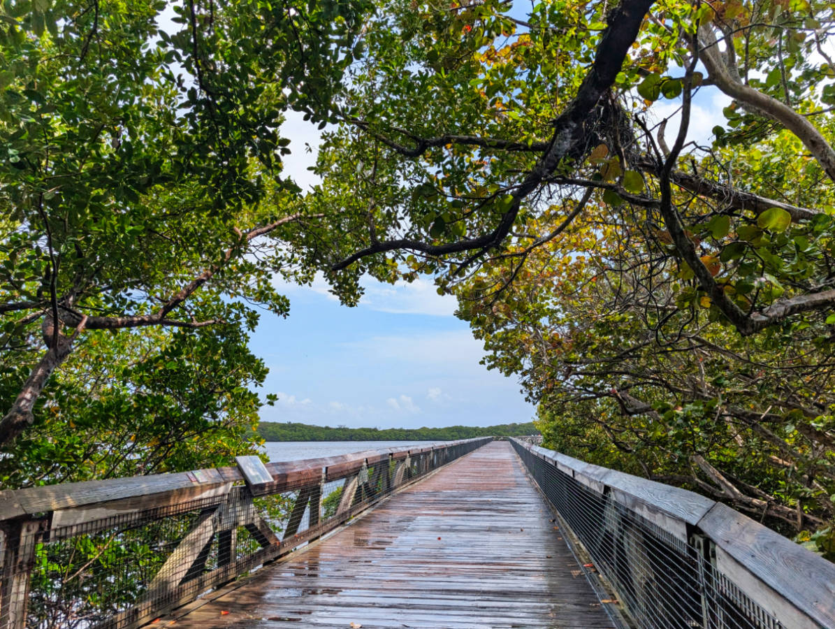Lagoon Boardwalk at John D MacArthur Beach State Park Nature Center Riviera Beach Florida 1