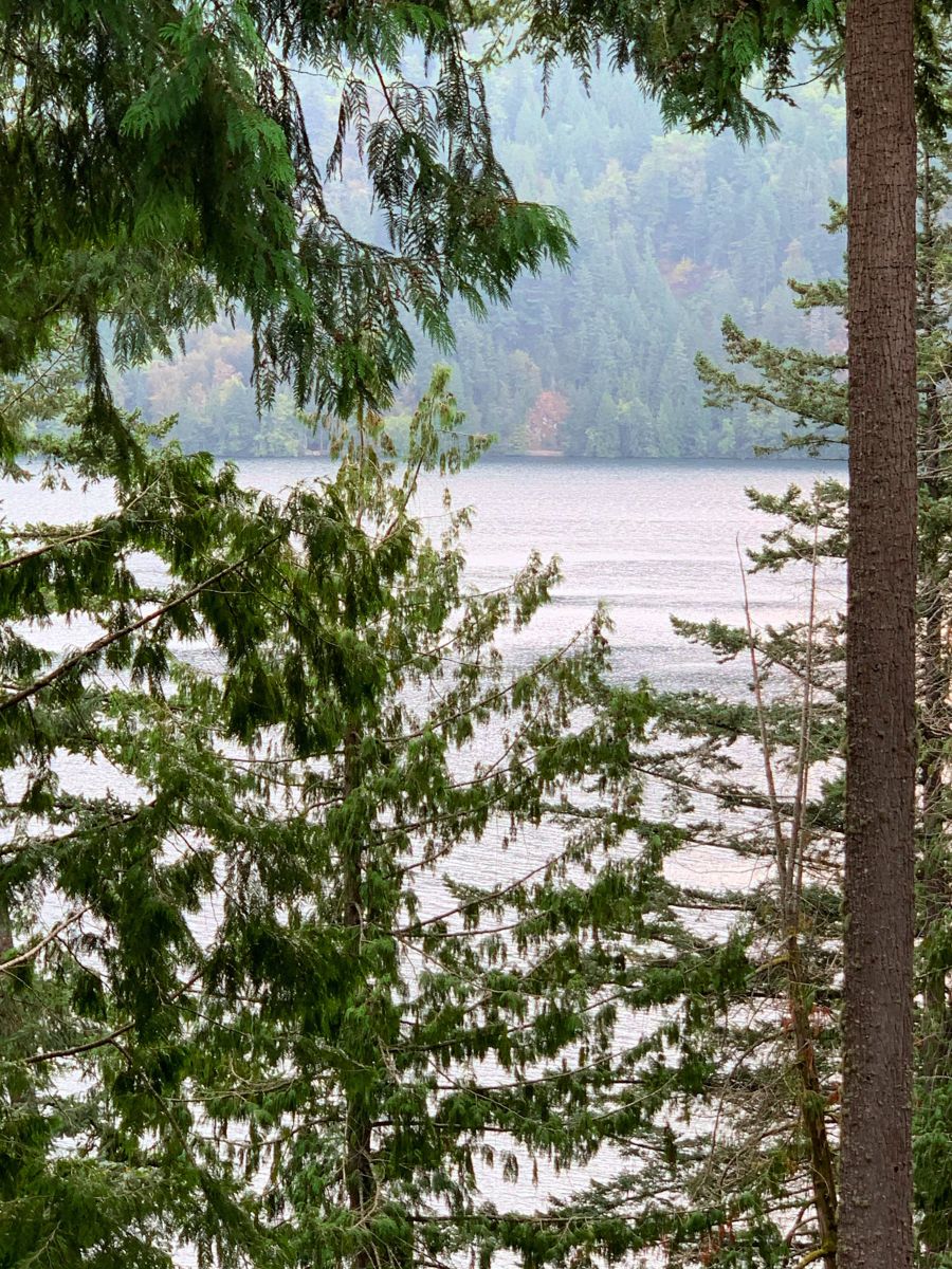 Lake Whatcom from the Trees Bellingham Washington