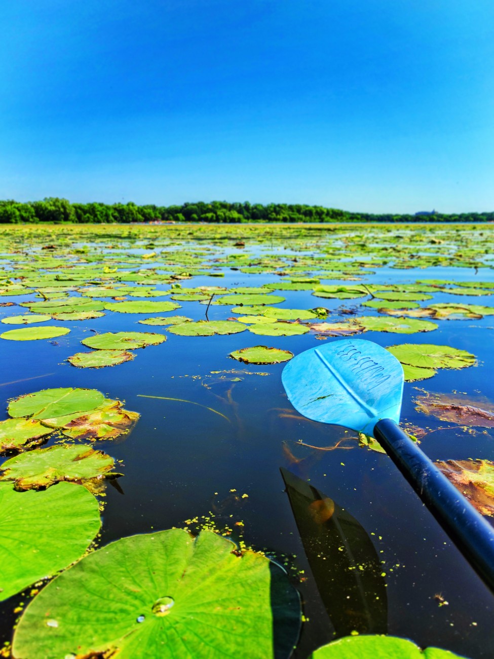 Lilypads while kayaking with Wingra Boats Madison Wisconsin 1