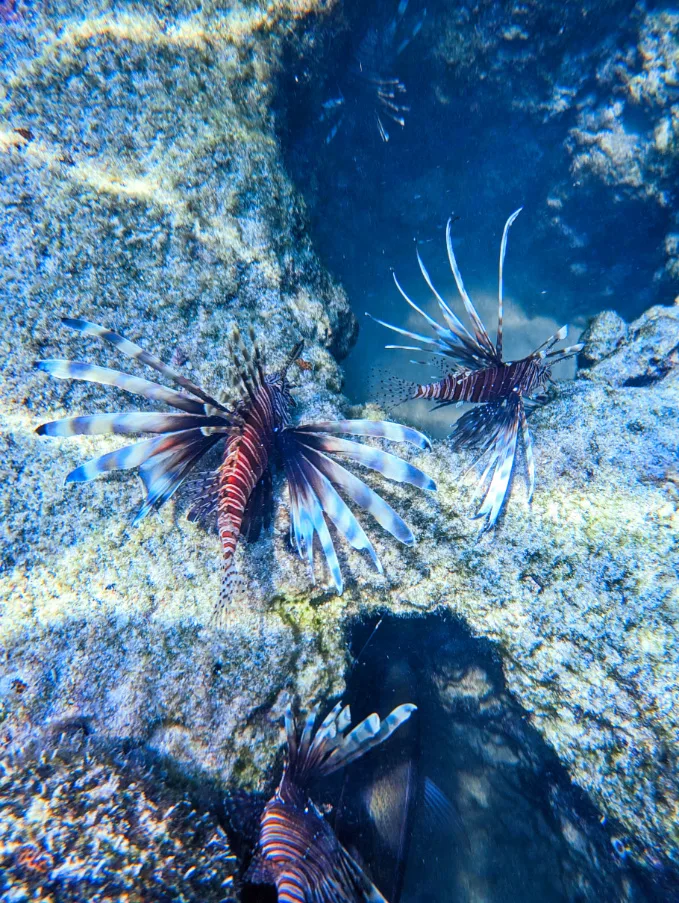 Lion Fish school at Key West National Wildlife Refuge Florida Keys 3