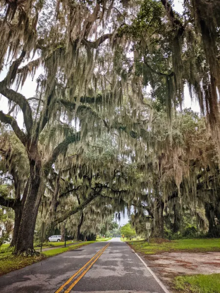 Live Oak Tree Tunnel in Durien Coastal Georgia 1