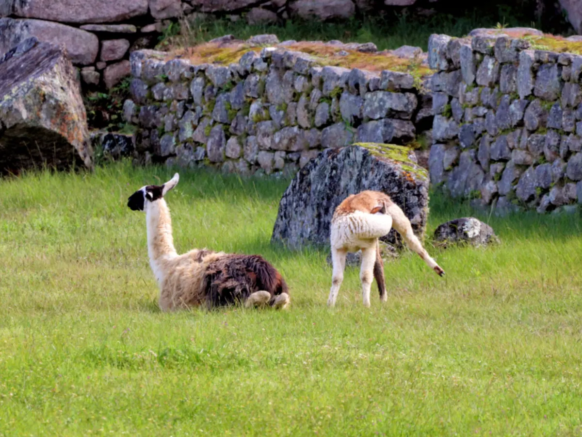 Llamas at Inca Ruins of Machu Picchu Andes Peru 1