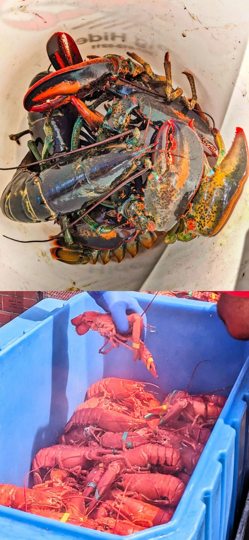 Lobsters at Maine Lobsterfest in Rockland