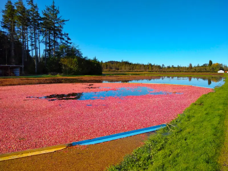 Long Beach Peninsula Cranberry Harvest Ordinary Adventures 1