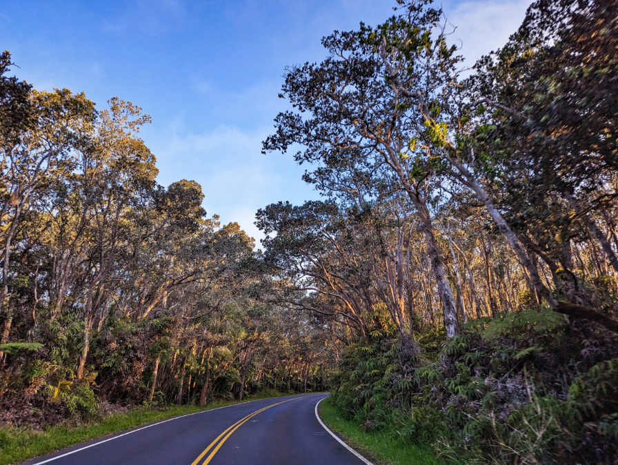 Lush Jungle along Chain of Craters Road Hawaii Volcanoes National Park Big Island 1