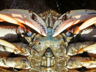 Male-Dungeness-Crab-Willapa-Bay-Crabbing-Long-Beach-Peninsula-2