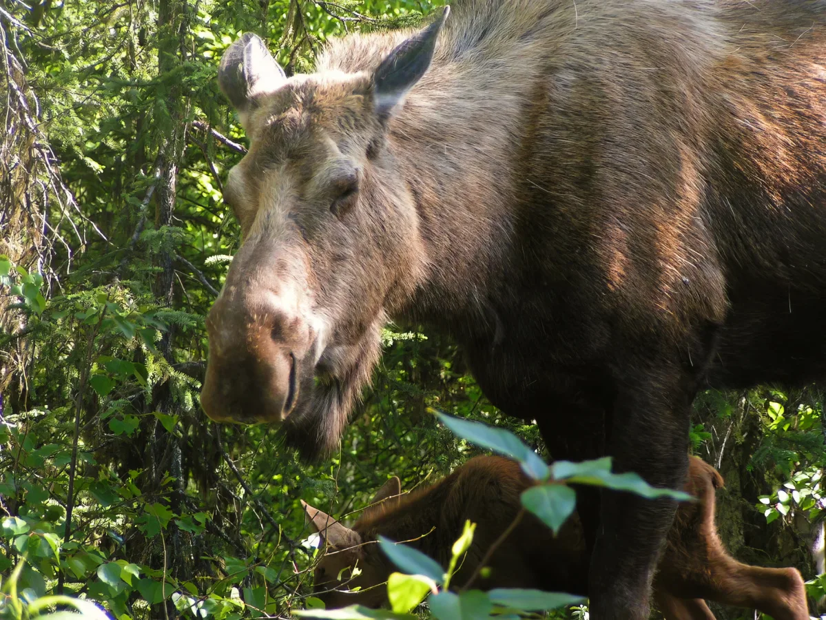 Mama and Calf Moose in Kenai Fjords National Park Alaska 1