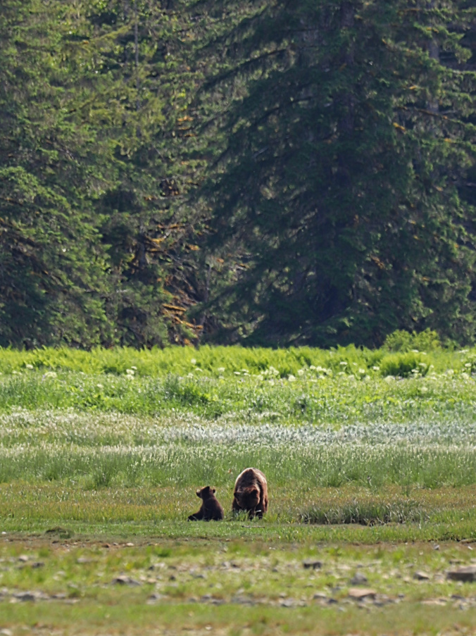 Mama and Cub Alaskan Brown Bear at Crab Bay UnCruise Wilderness Legacy Alaska 1