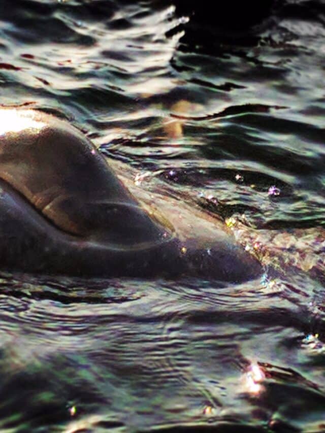 Manatee Swimming in Crystal River Florida 3