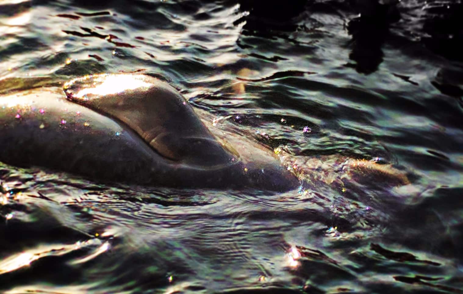 Manatee Swimming in Crystal River Florida 3