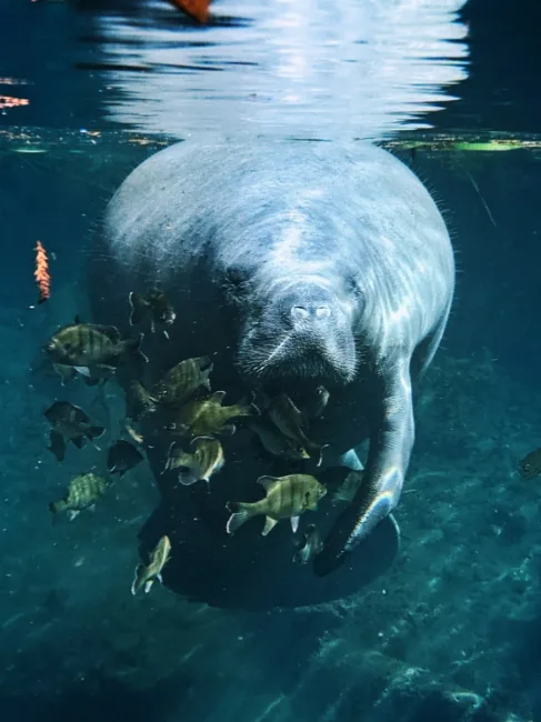 Manatee Underwater at Silver Springs State Park Ocala Florida 10