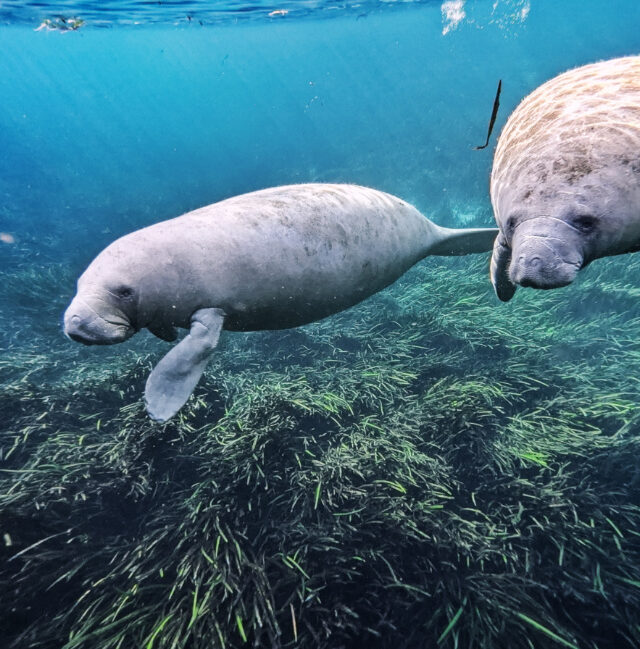 Manatee Underwater at Silver Springs State Park Ocala Florida 19