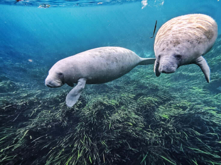 Silver Springs State Park From Kayaking with Monkeys to Glass Bottom