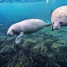 Manatee Underwater at Silver Springs State Park Ocala Florida 19
