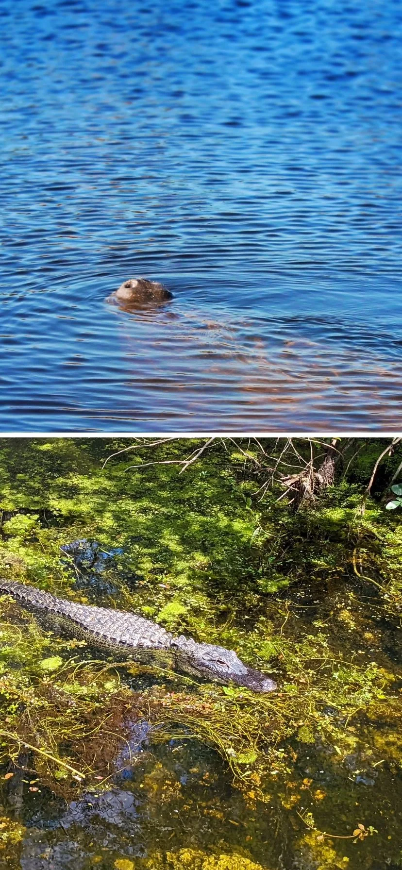 Manatee and Alligator in Everglades National Park Florida