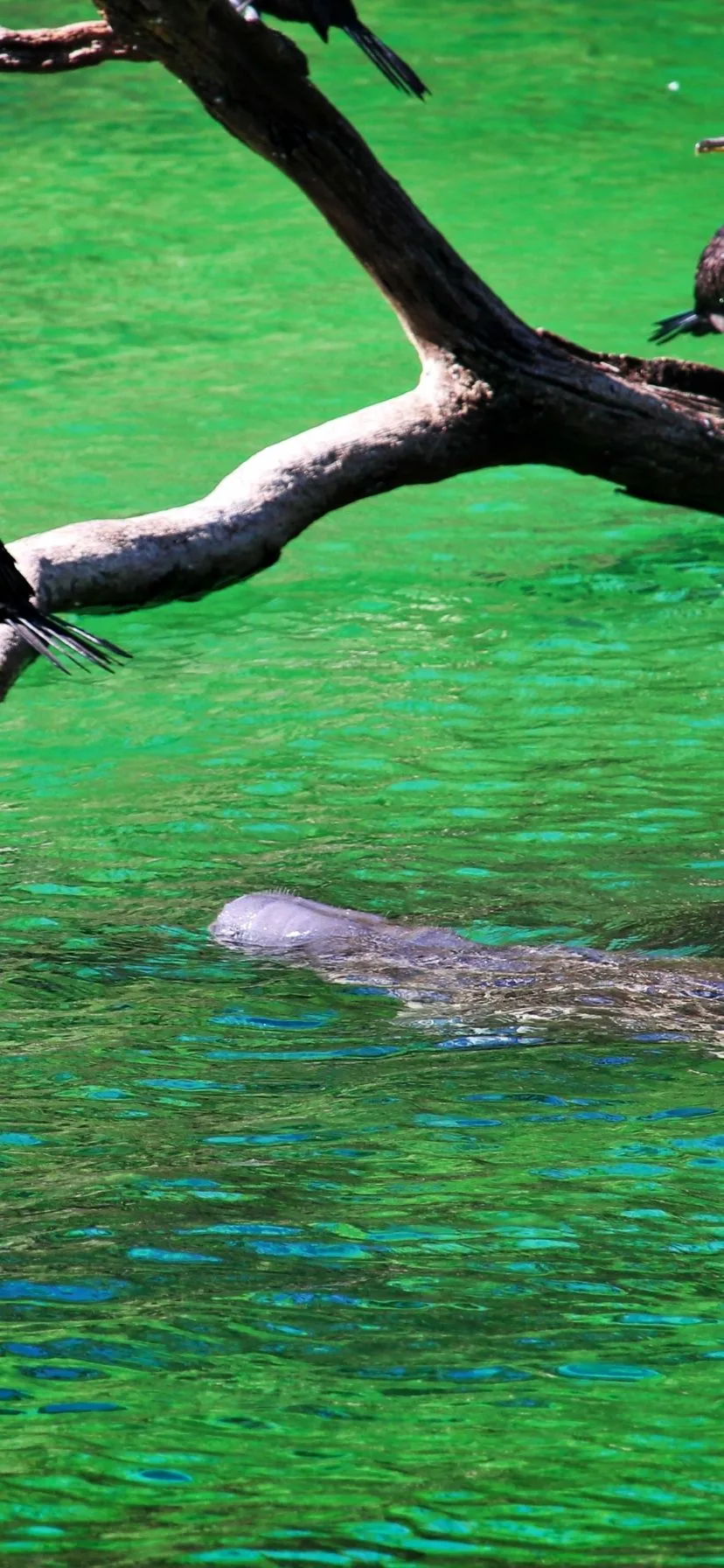 Manatee at Blue Spring State Park Florida 1