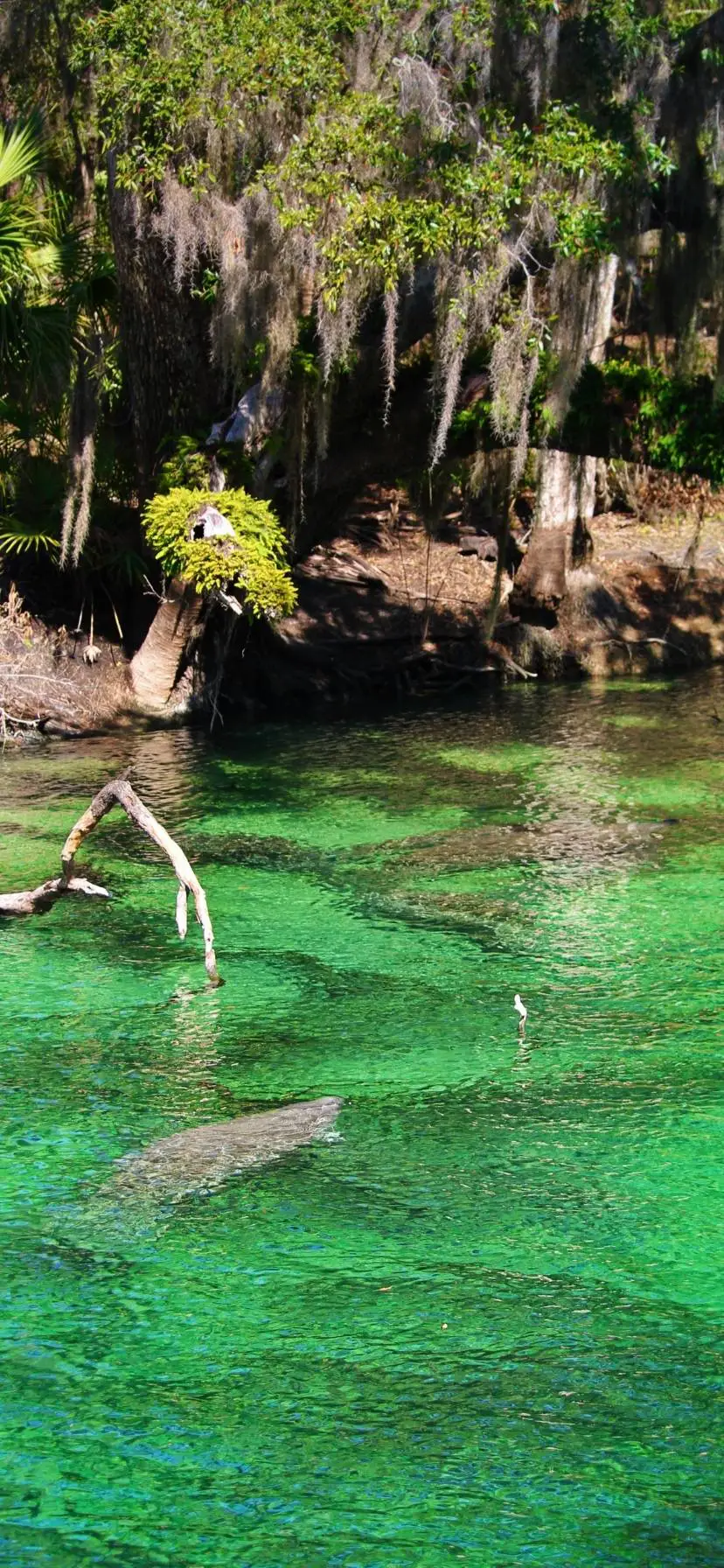 Manatee at Blue Spring State Park Florida