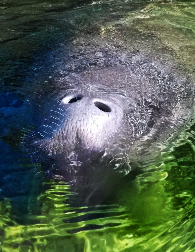 Manatees at Blue Spring State Park near Orlando Florida