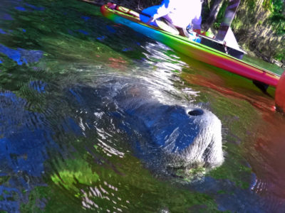Manatee surfacing between paddleboards Blue Spring State Park Florida