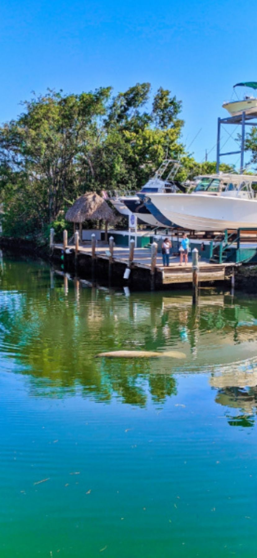 Manatee in Marina at Key Largo Florida Keys