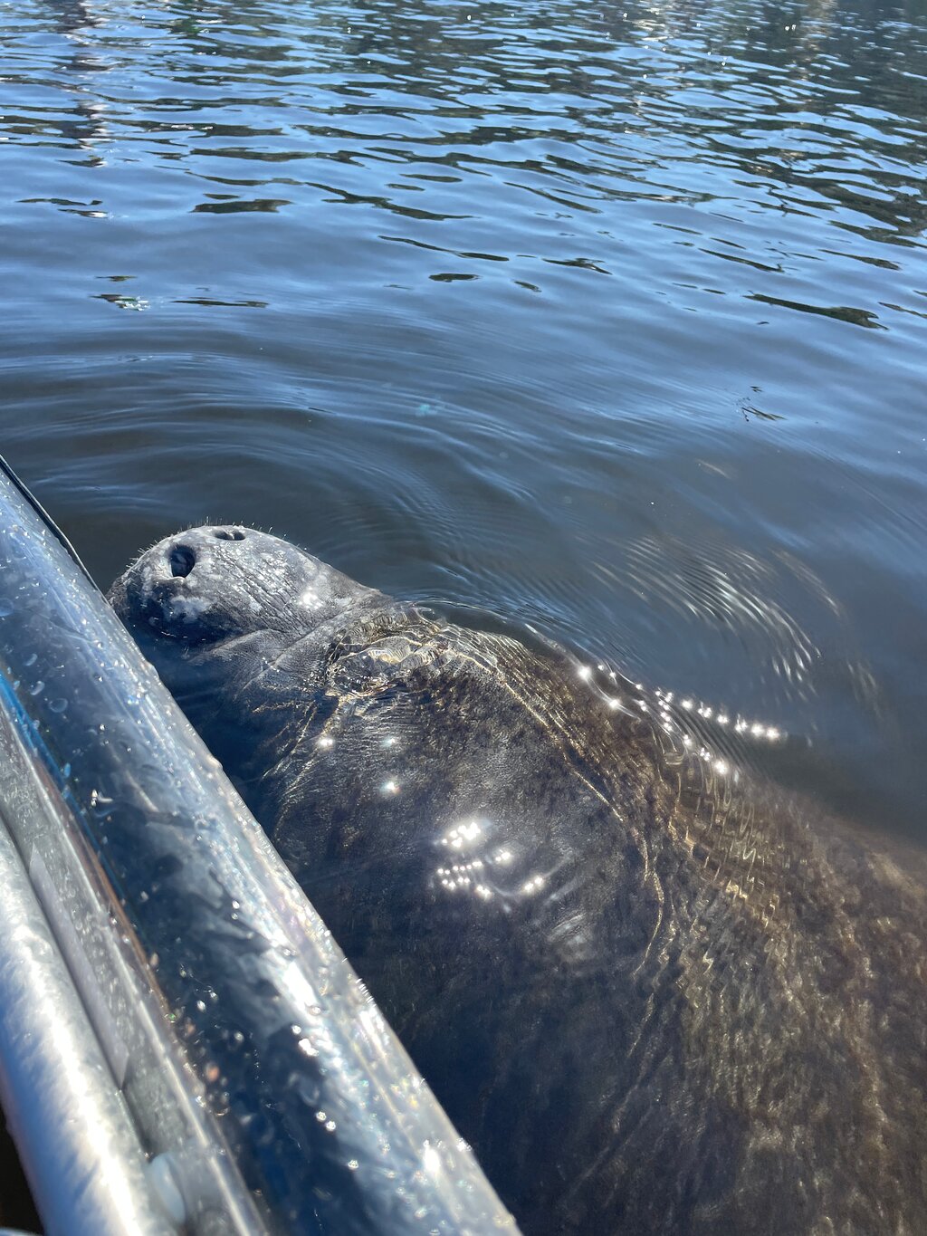 Manatee next to Clear Kayak at Crystal River Gulf Coast Florida 1