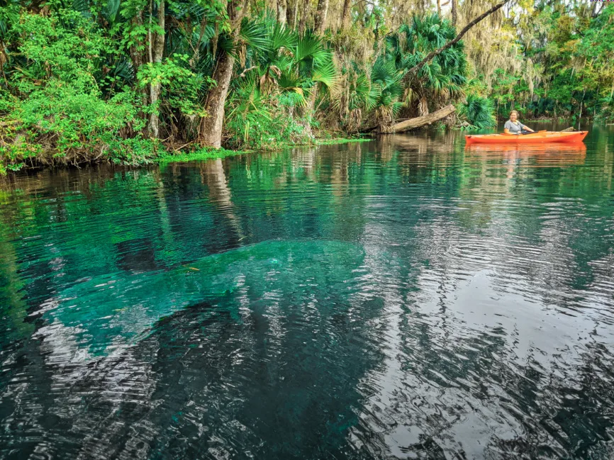 Manatee while Kayaking on Silver River in Silver Springs State Park Ocala Florida 7