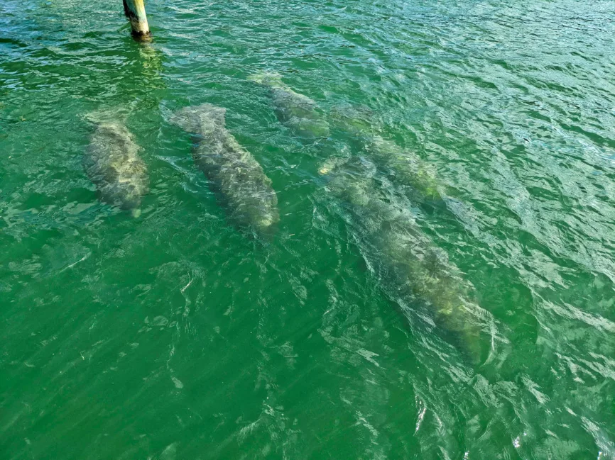 Manatees Surfacing in Bay at Key West Marriott Beachside Florida Keys 3