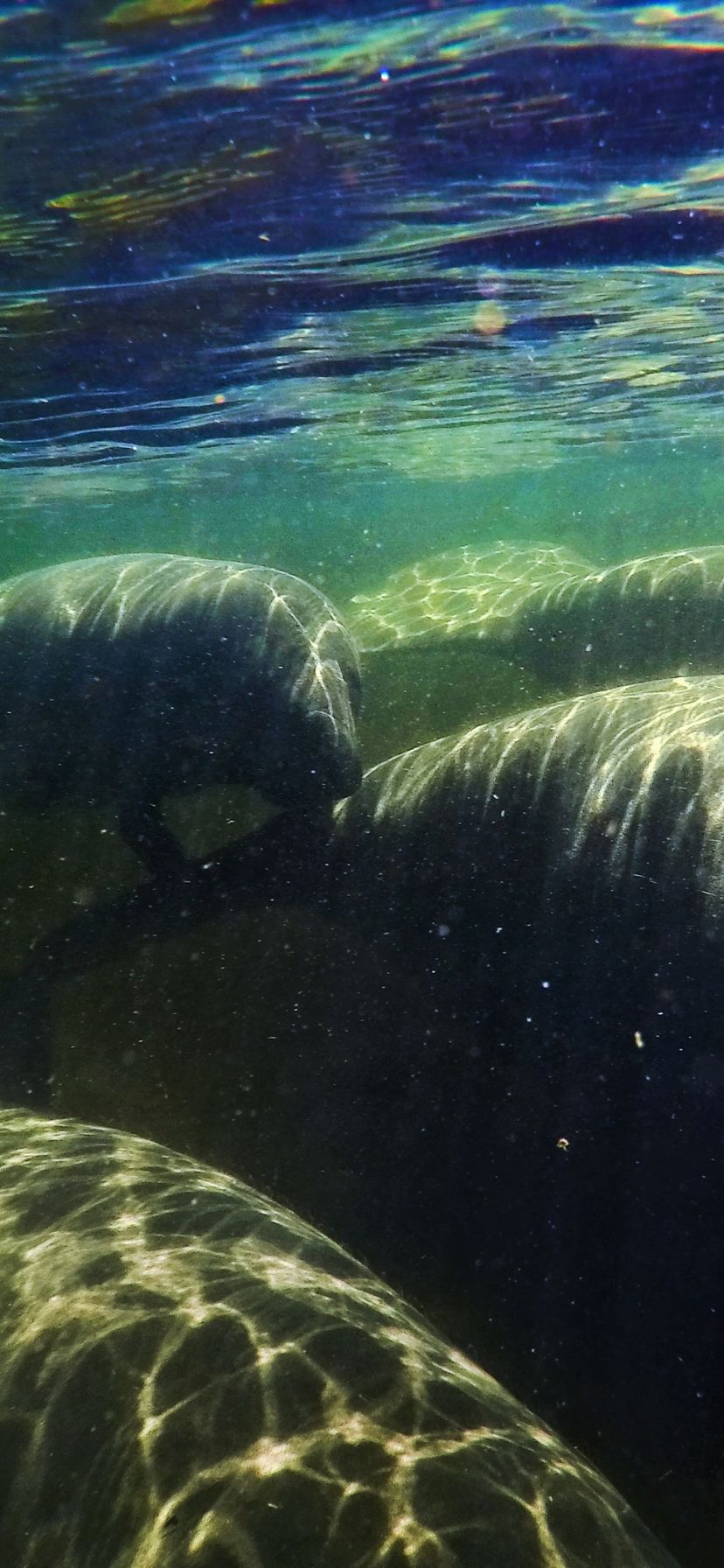 Manatees Underwater at Blue Spring State Park Florida 1