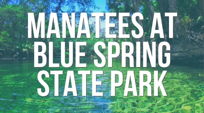 Manatees at Blue Spring State Park Landing