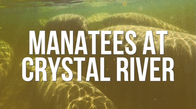 Manatees at Crystal River Landing (1)