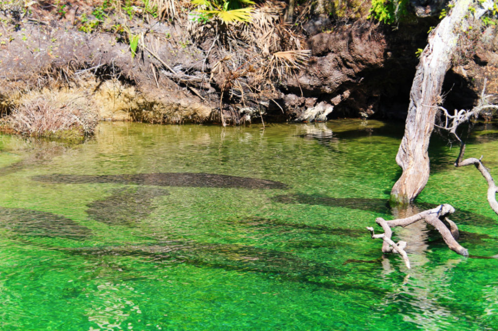 Manatees at Headspring area of Blue Spring State Park Central Florida 2