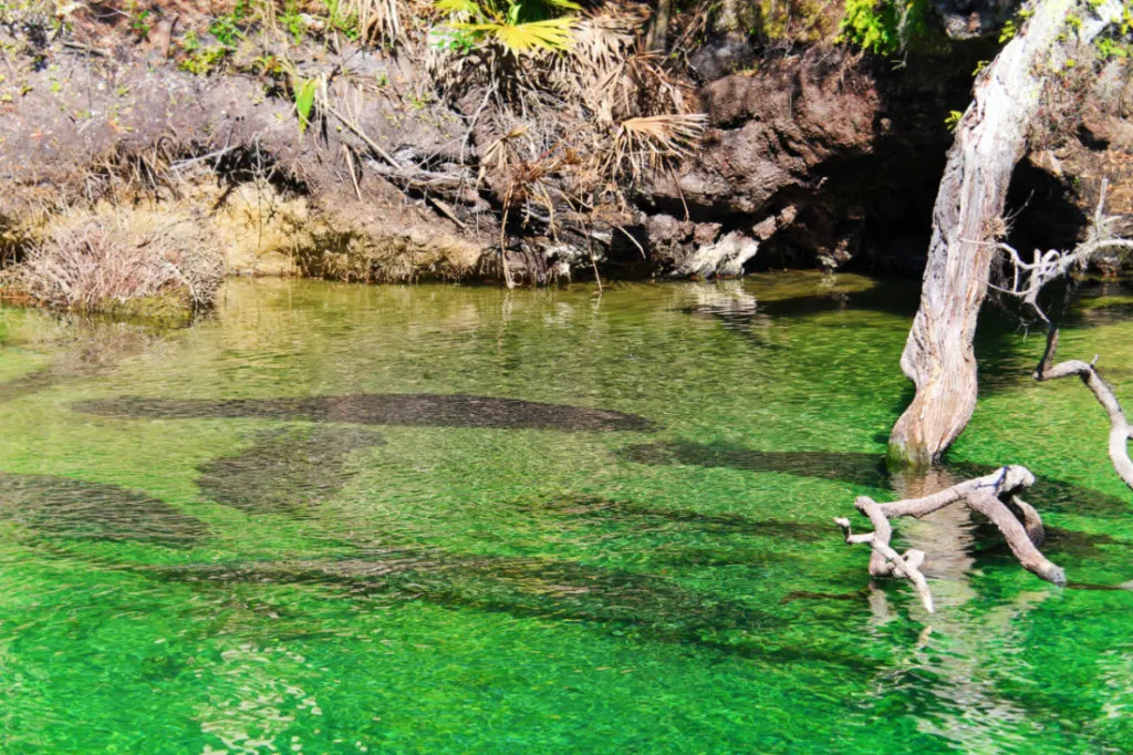 Up close with Florida manatees at Blue Spring State Park, a nature-made,  Orlando-area retreat 