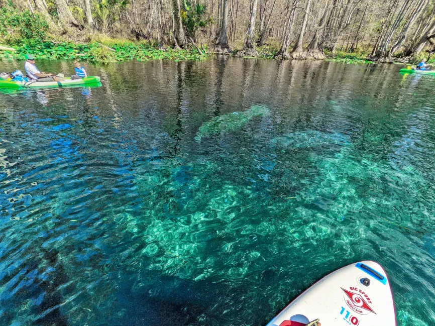 Manatees at Silver Springs State Park Ocala National Forest Florida 2021 1