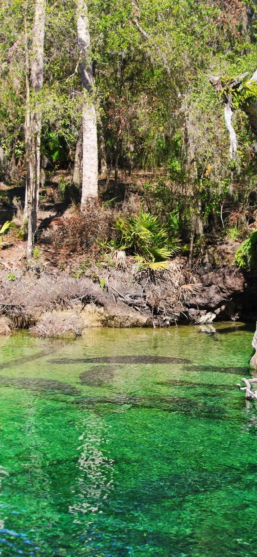 Manatees in Blue Spring State Park Florida 1