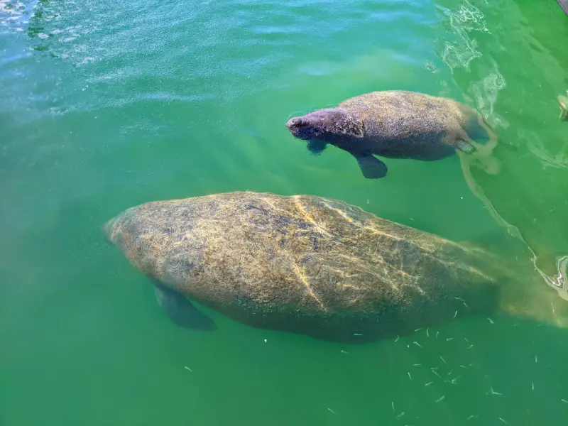 Manatees in Marina at Marathon Key Florida Keys 2020 4