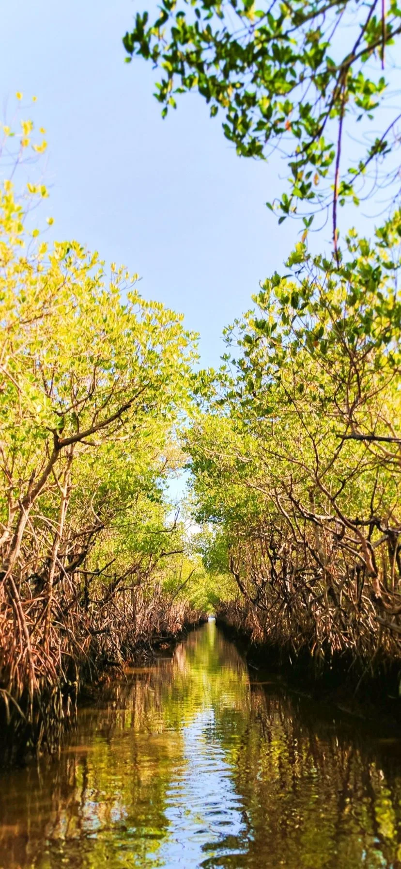 Mangrove Tunnel at Everglades National Park Florida