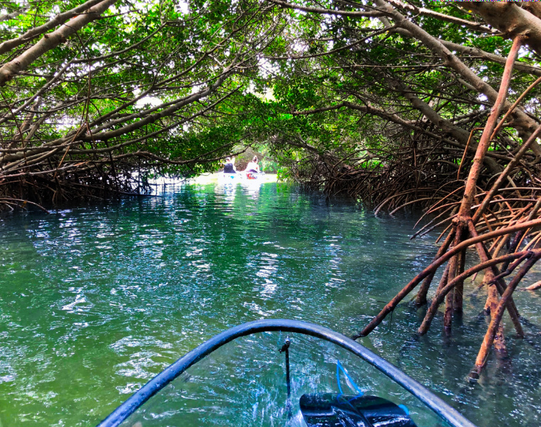 Mangrove Tunnel_Marcea Cazel