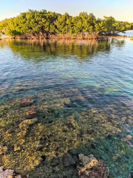 Mangroves and Coral in Shallow Water Key Largo Florida Keys 2020 1