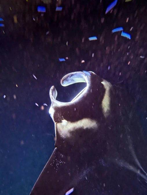 Manta Ray during Nighttime Snorkel with Kona Style Kailua Kona Big Island Hawaii 9