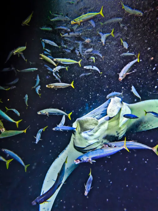 Manta Ray with Fish Nighttime Snorkel with Kona Style Kailua Kona Big Island Hawaii 2