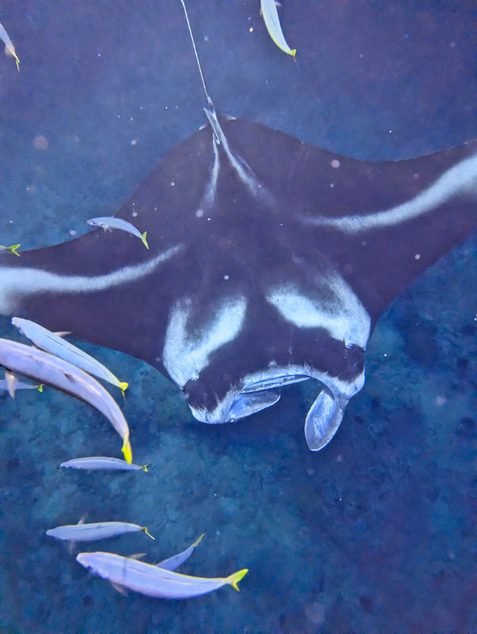 Manta Ray with Fish Nighttime Snorkel with Kona Style Kailua Kona Big ...