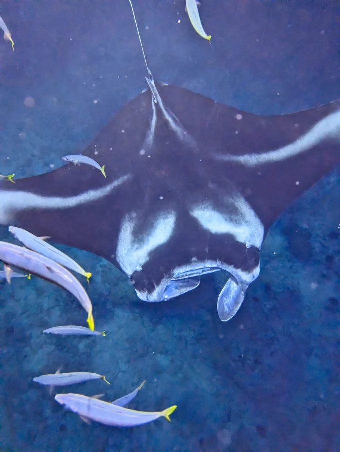 Manta Ray with Fish Nighttime Snorkel with Kona Style Kailua Kona Big Island Hawaii 30