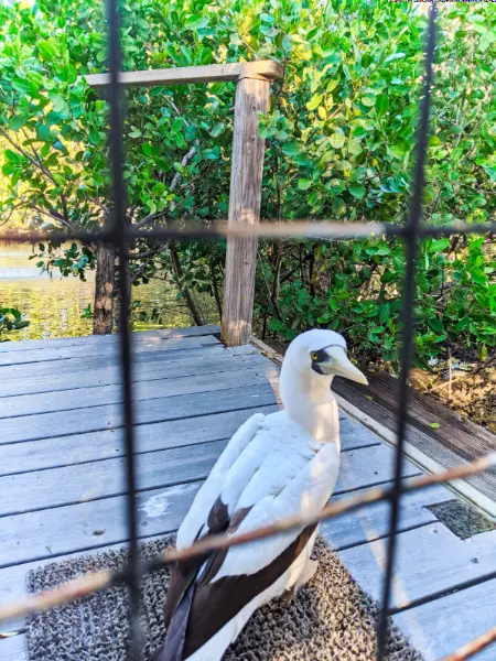 Masked Boobie at Laura Quinn Wild Bird Sanctuary Key Largo Florida Keys 2020 1