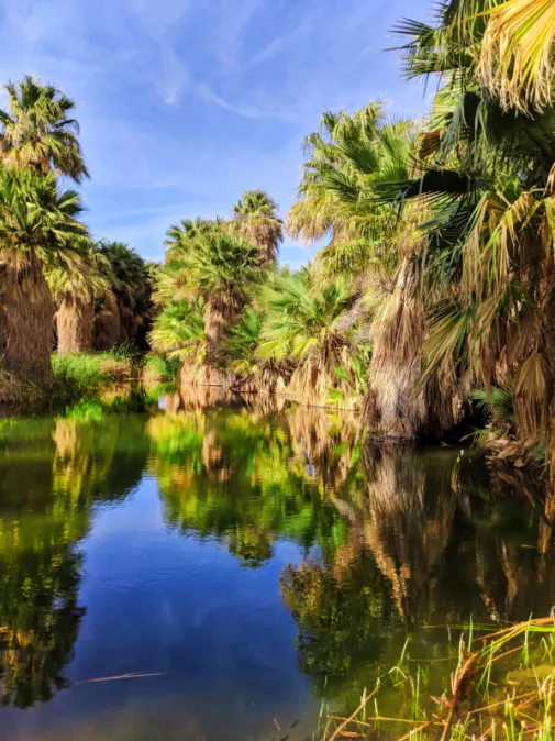 McCallum Pond palm reflection at Coachella Valley Nature Preserve Palm Oasis California 3