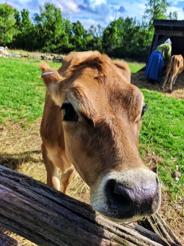 Milk Cow at Genesee Village Rochester New York 1
