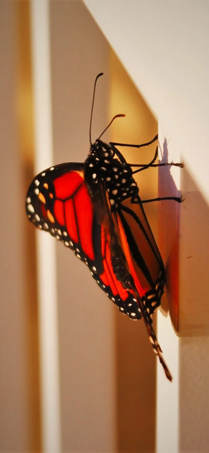 Monarch Butterfly on Balcony at King and Prince Resort St Simons Island